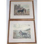 Pair of hand coloured prints depicting a retrieving dogs one with pheasant the other with mallard.