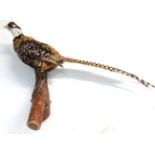 Taxidermy : A full mount of a Reeves Pheasant , posed upon a branch with brackets for wall hanging .