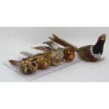 Christmas Decorations: A box of 4 Woodland bird clips together with a pheasant bird clip,