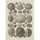 Dezallier d'Argenville (Antoine Joseph). La Conchyliologie, ou Histoire Naturelle des Coquilles de