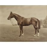 *Griggs (Frank, Newmarket photographer). Noble Star, Newmarket, 1931, hand-painted photograph,