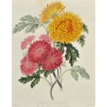 *Botany. A mixed collection of approximately 700 prints and engravings, mostly 19th century,