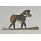 *Natural history. A mixed collection of thirty-three engravings and prints, mostly 19th century,
