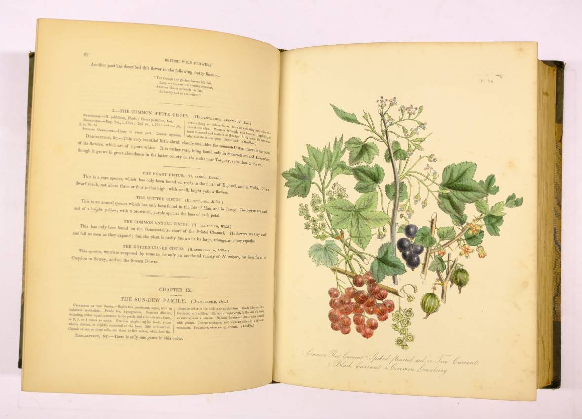 Loudon (Mrs. Jane). British Wild Flowers, 1st edition, 1846, 60 hand-coloured lithographed plates, - Image 7 of 7