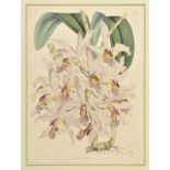 *Warner (Robert, and Williams, Benjamin Samuel). laelia superbiens, Aerides nobile, Dendrobium