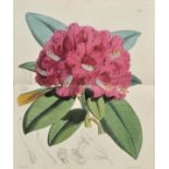 Smith (Henry). Flora Sarisburiensis, 1st edition, Brodie and Dowding, Salisbury, [1817], 30 hand-