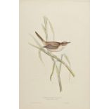 *Gould (J. & E.). Great Sedge-Warbler, Reed Locustrelle, Sedge Warbler, Thrush Nightingale, Gorget