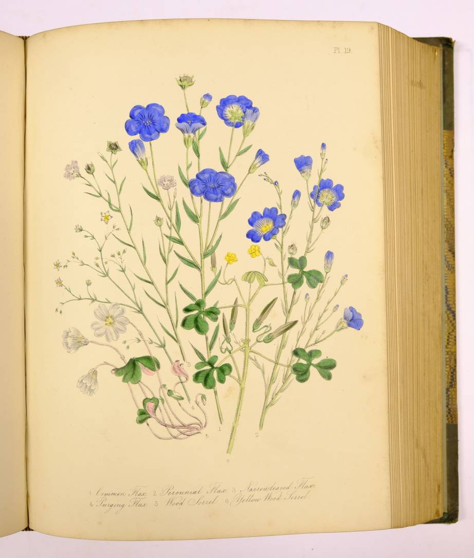 Loudon (Mrs. Jane). British Wild Flowers, 1st edition, 1846, 60 hand-coloured lithographed plates, - Image 6 of 7