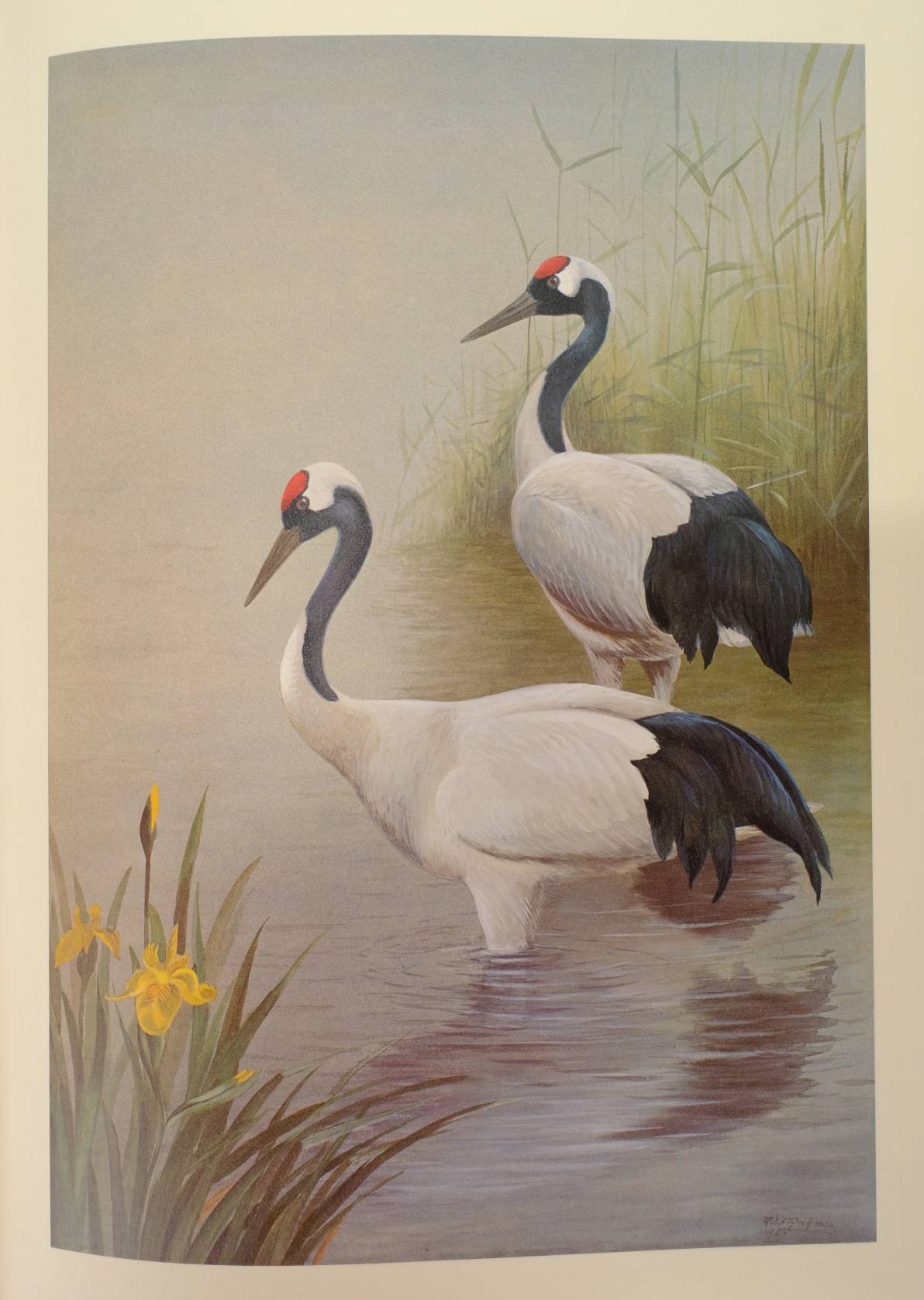 Rickman (Philip). A Selection of Bird Paintings and Sketches, Foreward by HRH The Duke of Edinburgh, - Image 5 of 6