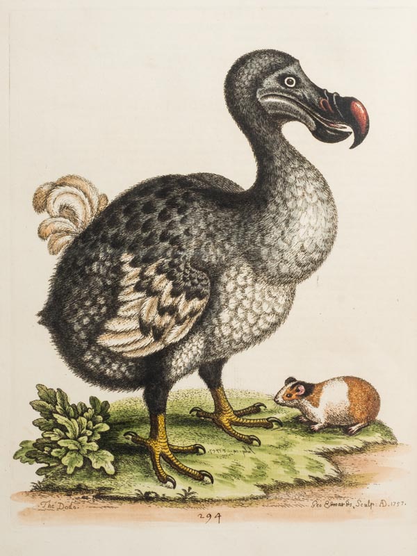 Edwards (George). Gleanings of Natural History, exhibiting figures of Quadrupeds, Birds, Insects, - Image 4 of 10