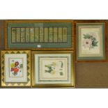 *Botanical watercolours. Two watercolour studies, circa 1885, two watercolours, each approximately