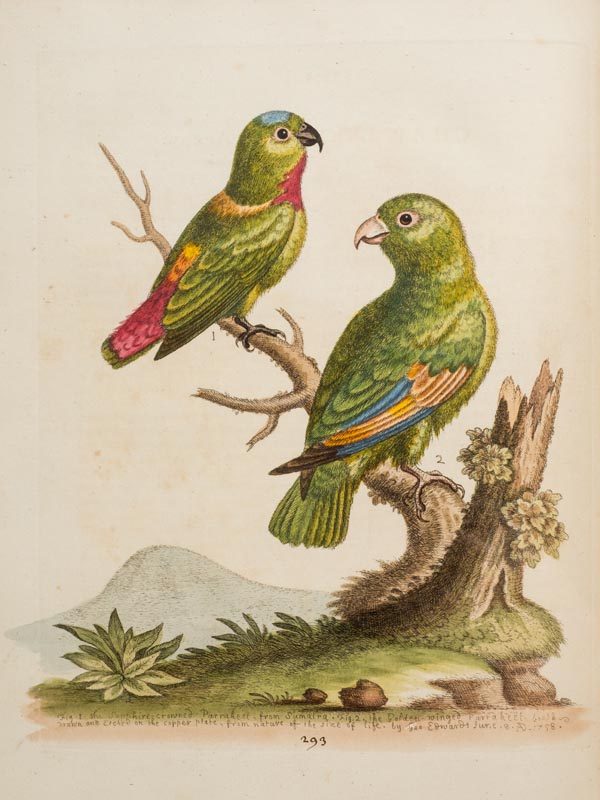 Edwards (George). Gleanings of Natural History, exhibiting figures of Quadrupeds, Birds, Insects, - Image 3 of 10