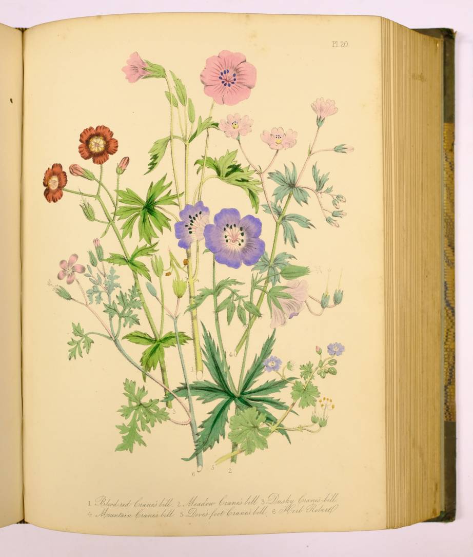 Loudon (Mrs. Jane). British Wild Flowers, 1st edition, 1846, 60 hand-coloured lithographed plates, - Image 5 of 7