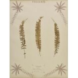 *Botanical specimens. 'Fougeres', Dried botanical specimens, published Damour-Girard, Lyon, circa