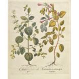 *Besler (Basilius). Calamintha montana vulganis [and] Marrubium vulgare, [1613 or later], two hand