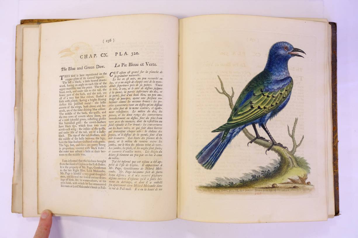 Edwards (George). Gleanings of Natural History, exhibiting figures of Quadrupeds, Birds, Insects, - Image 7 of 10