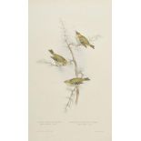*Gould (J. & E.). Fire Crested Wren & Golden Crested Wren, Blue Throated Warbler, Alpine Accentor,