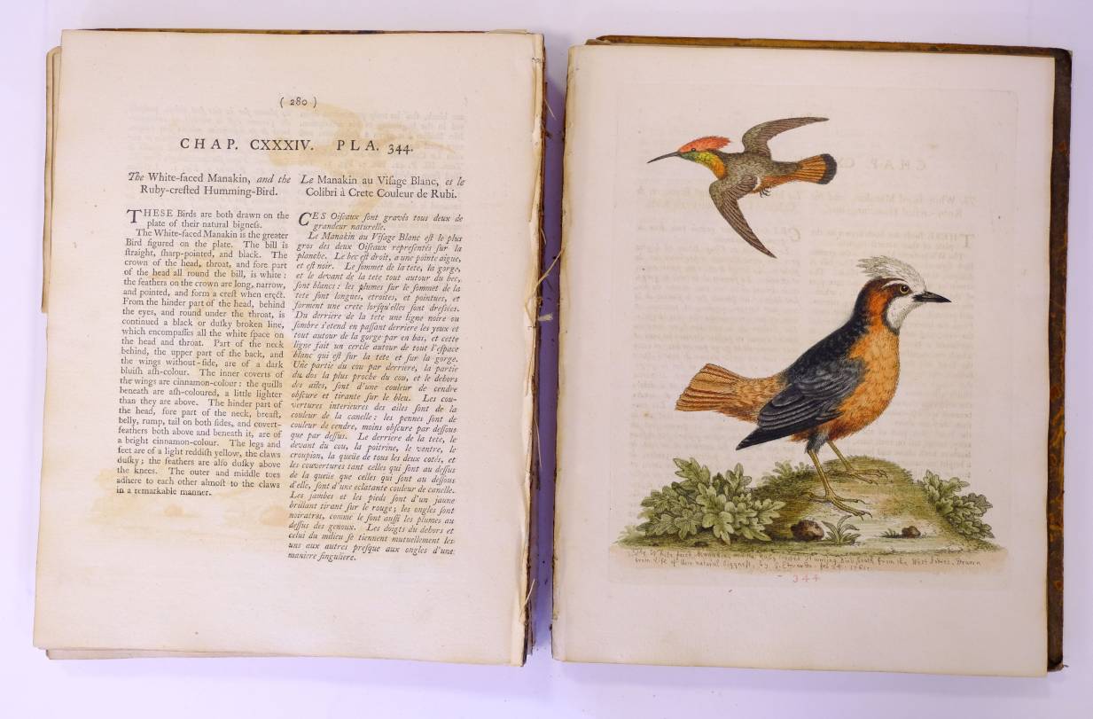 Edwards (George). Gleanings of Natural History, exhibiting figures of Quadrupeds, Birds, Insects, - Image 8 of 10