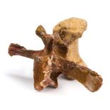 *Tyranosaurus Vertebra - Carcharodontosaurus saharicus. This exceptional vertebra is from a fully