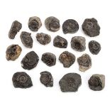 *Yorkshire Coast Ammonites. Dark and heavy, various sizes (a small carton)