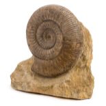 *UK Ammonite. A very large UK Ammonite on Matrix, this is a Sephanoceras from the Middle Jurassic of