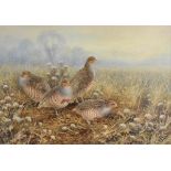 *Cox (Neil, 1955-). Covey of English Partridges, watercolour on paper, signed lower left, 49 x