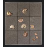 *Ammonite Plaque. Irridescent, Cleoniceras cretaceous, 145-65 million years old, 91 x 100 cm (1)