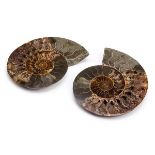 *Cleoniceras. This ammonite has been cut through its centre and then polished to reveal the