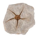 *Starfish Fossil. This exceptional starfish is in pristine condition and originates from Southern