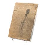 *Amphibian. Rare Amphibian, Discosauriscos Permian, 299-252 million years old, 21 x 31 cm (1)