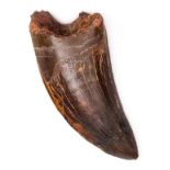 *Tyrannorsaurus Tooth. A large and impressive tooth from the T-rex of North Africa, the specimen