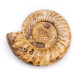 *Perisphinctes Ammonite. A large and fully shelled Perisphinctes Ammonite from Madagascar, this is a