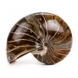 *Nautilus Fossil. A large Nautilus Fossil, this calcite specimen comes from the Cretaceous of