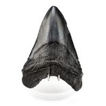 *Carcharodon Megalodon Tooth, 4.25 ins, this is a very well preserved jet black tooth from the