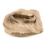 *Fossil Crab. Harpactocacinus punctatus, Verona, Italy, Eocene period, 45 million years, neatly