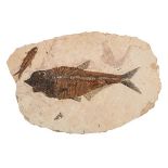 *Knightia alta fossil fish. Knightia alta fossil fish plaque from Wyoming, USA, Eocene period, 47