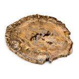 *Fossil Wood Slice. An extremely large fossil wood slice, this example is 240 million years old