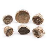 *Agatised Fossils. A collection of agatised fossil wood logs with cut bases and polished tops,