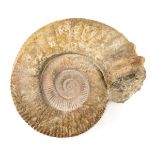 *Moroccan Ammonite. A very large Moroccan ammonite, Atlas Mountains, 400 million years old,