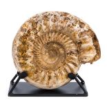 *Large Ammonite. A substantial Ammonite 14 kg on custom stand, this is a gigantic specimen with