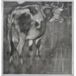 *Moore-Park (Carton, 1877-1956). The Cow, grisaille watercolour on Goodall's Bristol Board card,