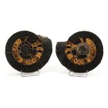 *Split Ammonites. A fine pair of split ammonites, Volga River Russia, speetonicerus, Jurassic, 203-