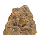 *Ammonite Mortality Block. This example comes from the mid Jurassic of Somerset and has 13 ammonites