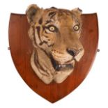 *Taxidermy. A Tiger head by Van Ingen & Van Ingen, circa 1920s, beautifully preserved with glass