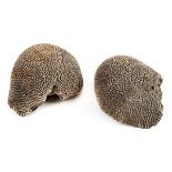 *Coral. Two fossilized "brain" coral, approximately 30 cm long (2)