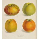Ronalds (Hugh). Pyrus Malus Brentfordiensis: or, A Concise Description of Selected Apples. By Hugh