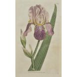 Curtis (William). The Botanical Magazine or Flower-Garden displayed, 3 volumes only, nos, 4 - 6 (