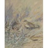 *Lodge (George Edward, 1860-1954). A tree pipit on the ground beside its nest with four eggs,