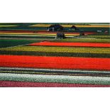 TOR EIGELAND (Contemporary) "Dutch Tulips", 1985, photograph fine art print, 21.75" x 19.25"