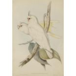 AFTER JOHN GOULD (1804-1897) AND HENRY CONSTANTINE RICHTER (1804-1881) "Cacatua Sanguinea"